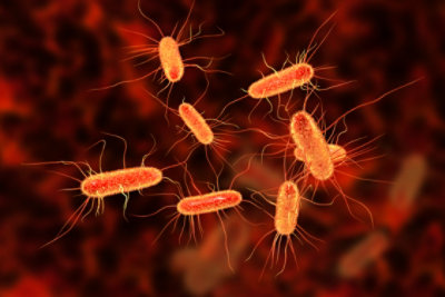 e. coli particles