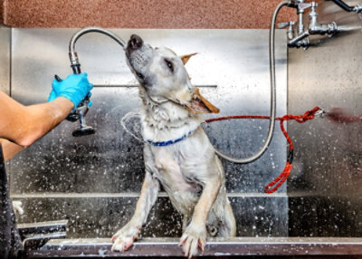 dog-being-washed-shaking-off-water